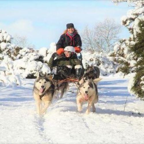 A woman stands and a man sits on a sled pulled by four large husky dogs on a snowy road