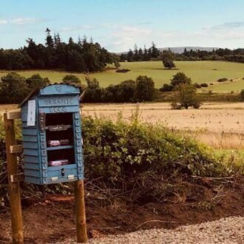 A small blue wooden box with three shelves holding eggs sits in an open countryside