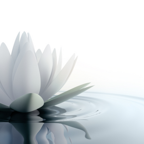 A digital white water lily sitting on a green lily pad in water with a white background