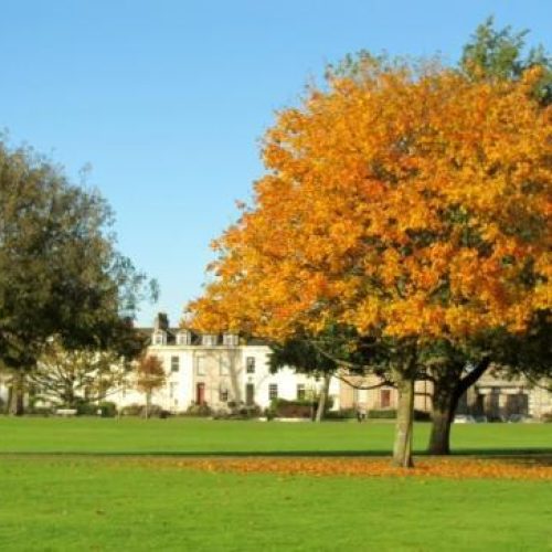 A green field populated by large autumnal trees with a large white building in the distance