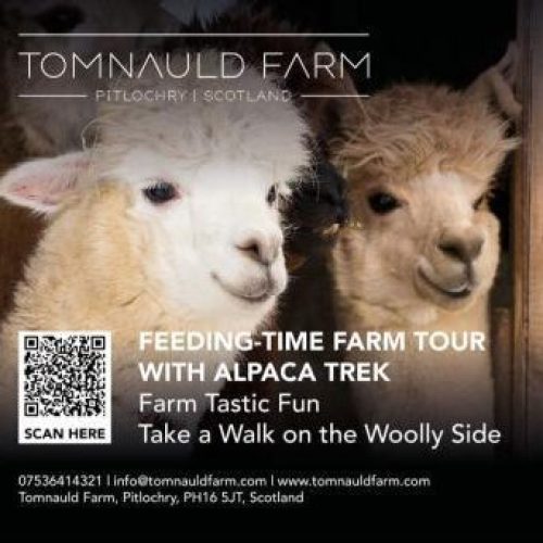 An flyer advertising Tomnauld Farm features two lightly coloured alpacas