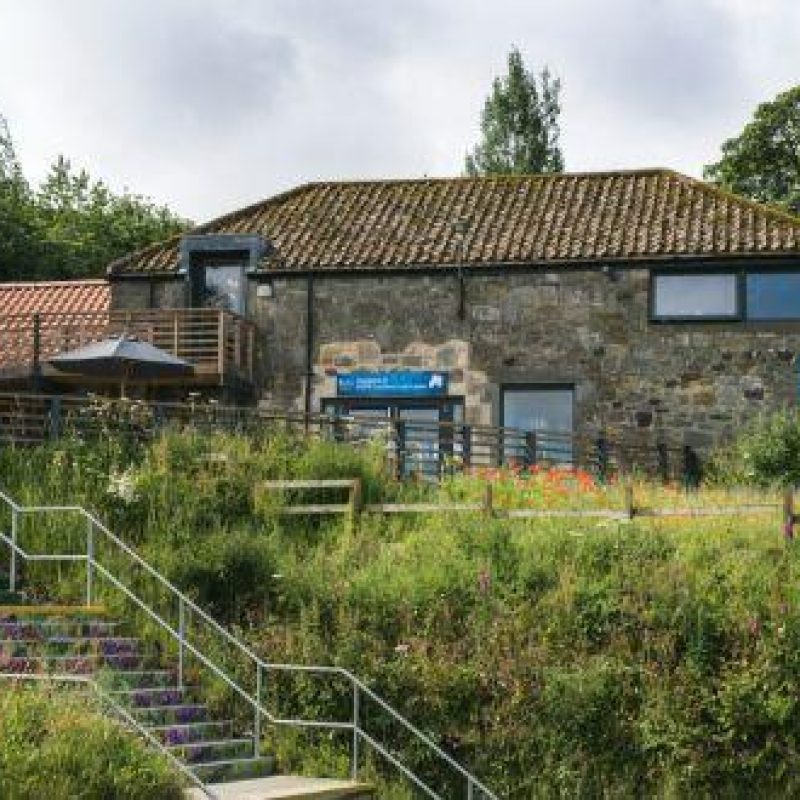 A stairway through a garden with long grass and wild flowers leads up to a large stone building with blue signs