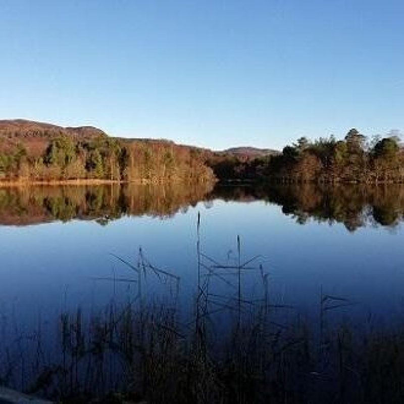 A large still loch with a dense tree line surrounding its shore with mountains in the distance